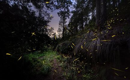 Fechas y costos para la temporada de luciérnagas 2022 en Nanacamilpa, Tlaxcala