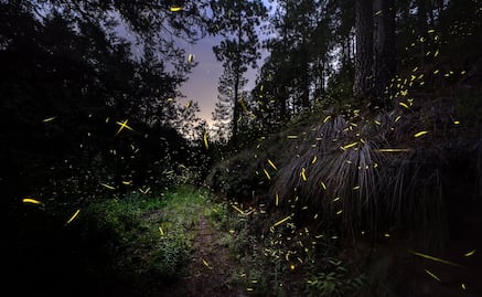 Fechas y costos para la temporada de luciérnagas 2022 en Nanacamilpa, Tlaxcala