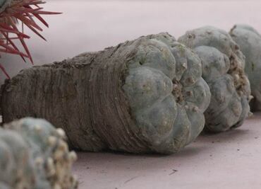 Aseguran mariguana y más de 4 kilos de peyote en NL
