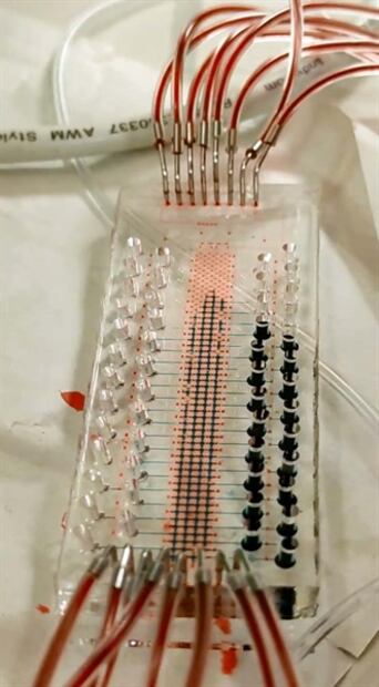 Crean prueba serológica 100% mexicana para la detección del Covid-19