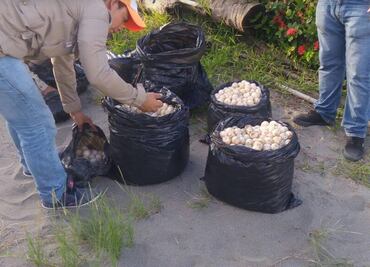 Rescatan cuatro mil 778 huevos de tortuga en Chiapas