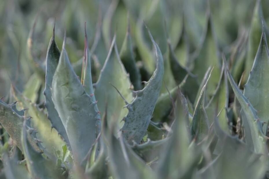 Guanajuato: territorio ancestral para destilar mezcal