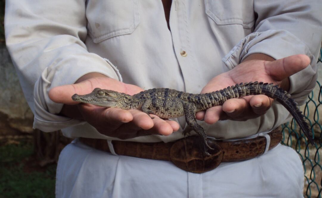 Baby Morelet's crocodile - Photo: Roberto Barboza/EL UNIVERSAL