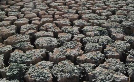 Sequía amenaza con hambre a 14 millones de personas en África