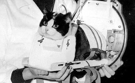 Félicette, el primer y único gato que viajó al espacio