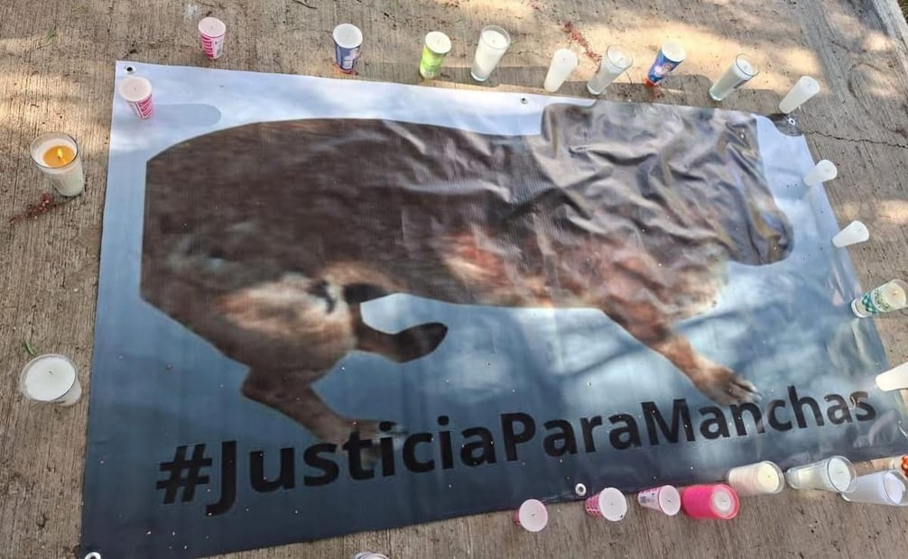 Exigen justicia para la perrita Manchas en Zacatecas (18/08/2025). Foto: Especial