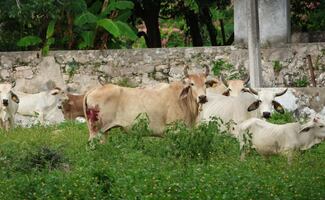 Disminuyen casos de gusano barrenador en Tamaulipas; actualmente hay sólo tres casos activos