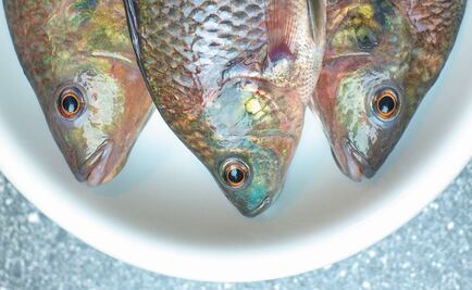 Climate change will endanger seafood in Mexico