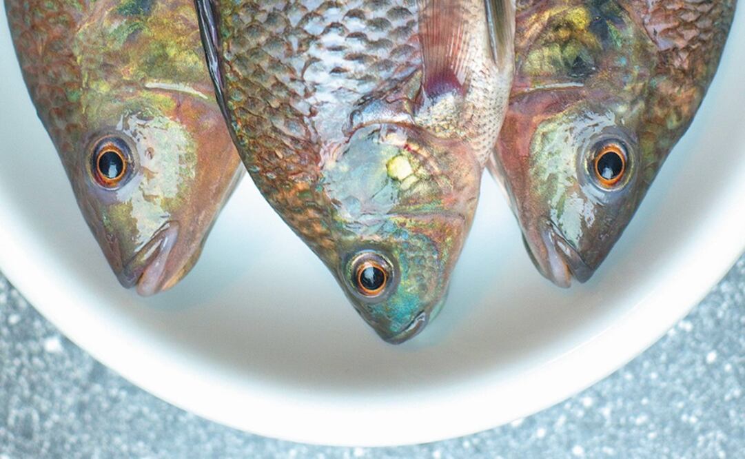 The catch of Pacific abalone, jumbo squid, and mahi-mahi could plunge by 30% - Photo: File Photo/EL UNIVERSAL