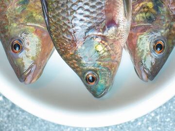 Climate change will endanger seafood in Mexico