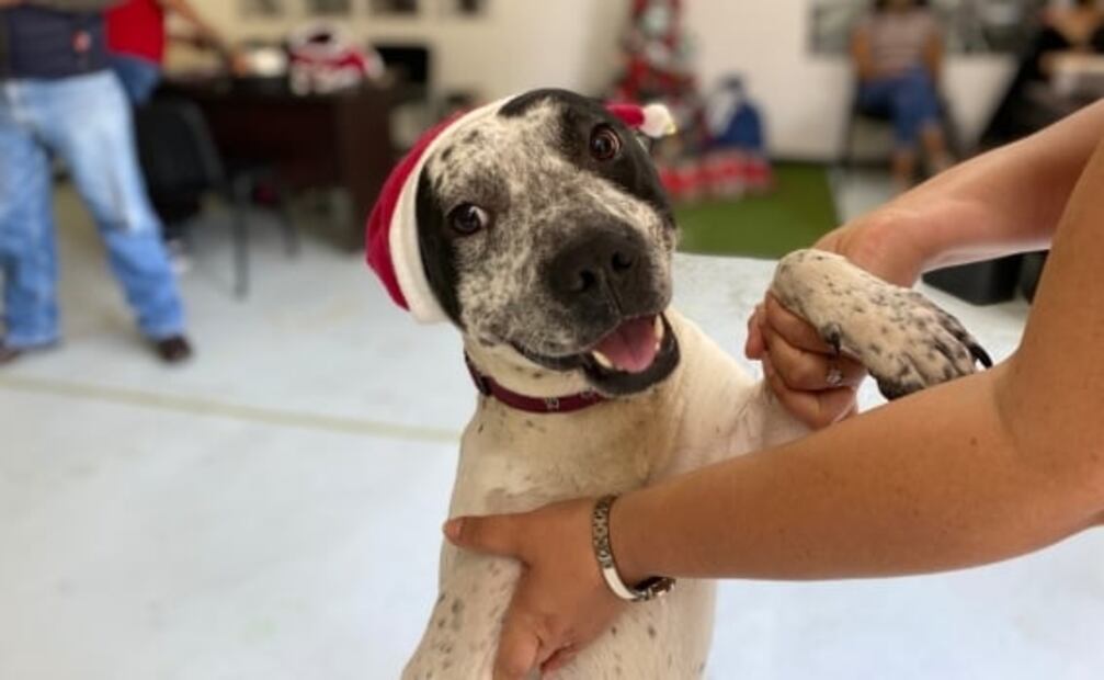 Perritos rescatados del Metro llevarán cartas a los Reyes Magos 