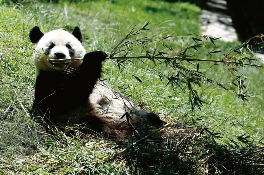 Un panda en el Zoo Aquarium de Madrid, propiedad de Parques Reunidos (JERÓNIMO ANDREU. EL UNIVERSAL)