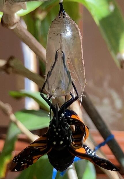 16. Transformación de crisálida a hembra de mariposa monarca. (©Omar Vidal)