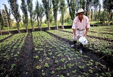​Reconocen a chinampas de CDMX como patrimonio mundial