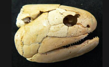 Hallan fósil de pez de 130 millones de años