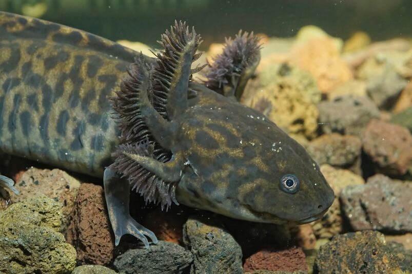 Conocido como el "monstruo de agua" por su raíz en náhuatl (axolotl), este asombroso anfibio endémico fue venerado por los aztecas como el dios Xólotl.