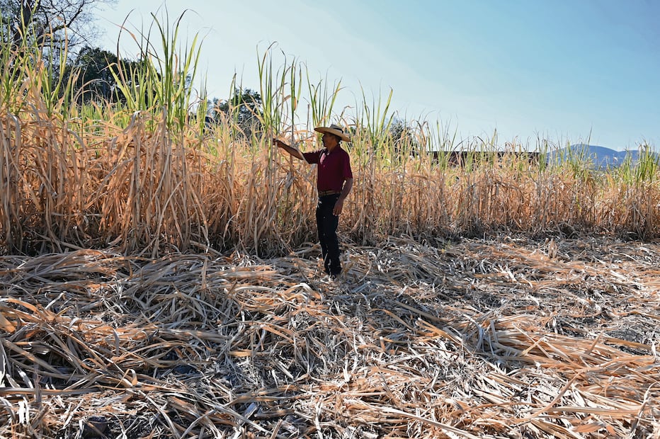 Lo que atraviesa el agro morelense jamás había sido visto por los productores de temporal. Foto: Justino Miranda / EL UNIVERSAL