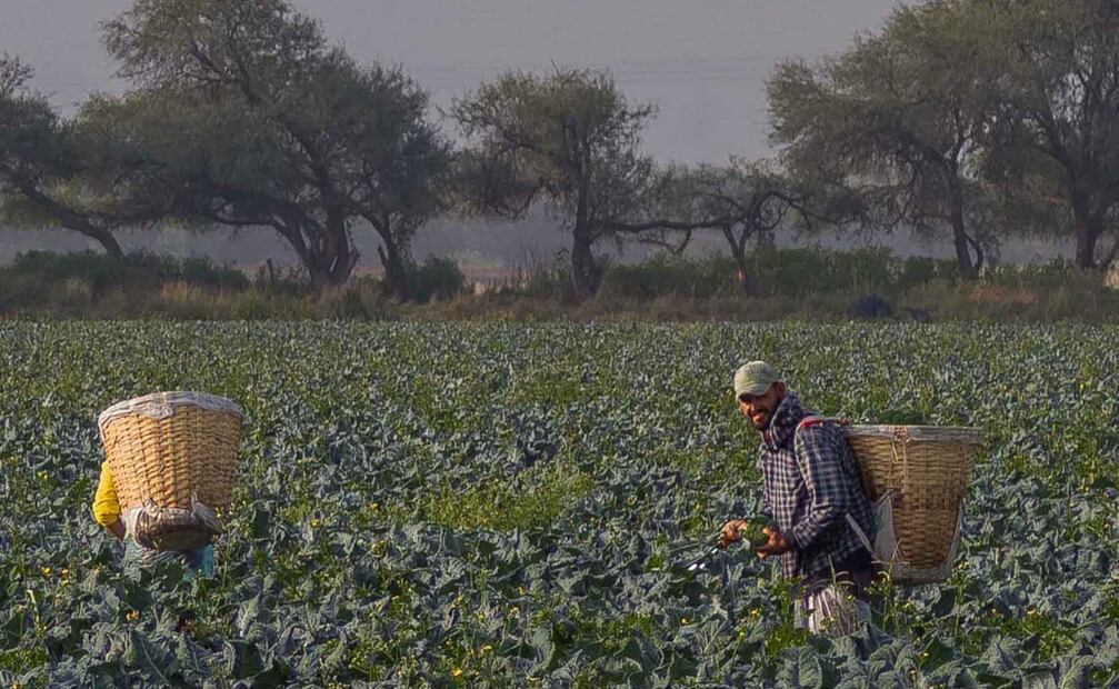 Nuevas herramientas para la reducción de riesgos que están abriendo las puertas para que el capital privado fluya hacia el sector agrícola. Foto Archivo EL UNIVERSAL
