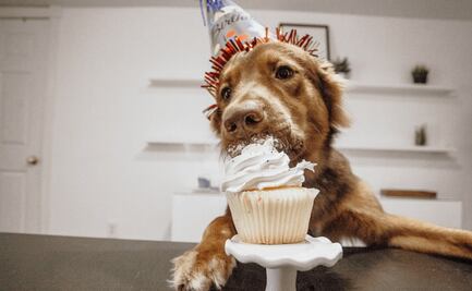 Conexión entre perros y humanos se debe a la similitud de expresiones faciales