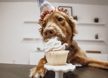 Conexión entre perros y humanos se debe a la similitud de expresiones faciales