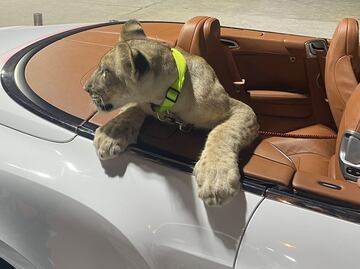 VIDEO: Denuncian a dueños por pasear a un león en un convertible en Tailandia