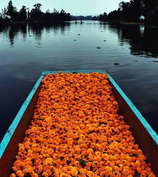 Este Día de Muertos acampa en Xochimilco y convive con ajolotes