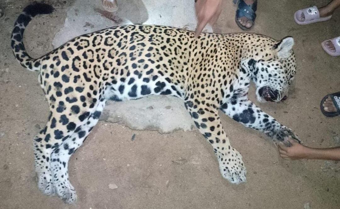 Asesinato de jaguar por pobladores de la Sierra de Atoyac, en Guerrero. Foto: Especial