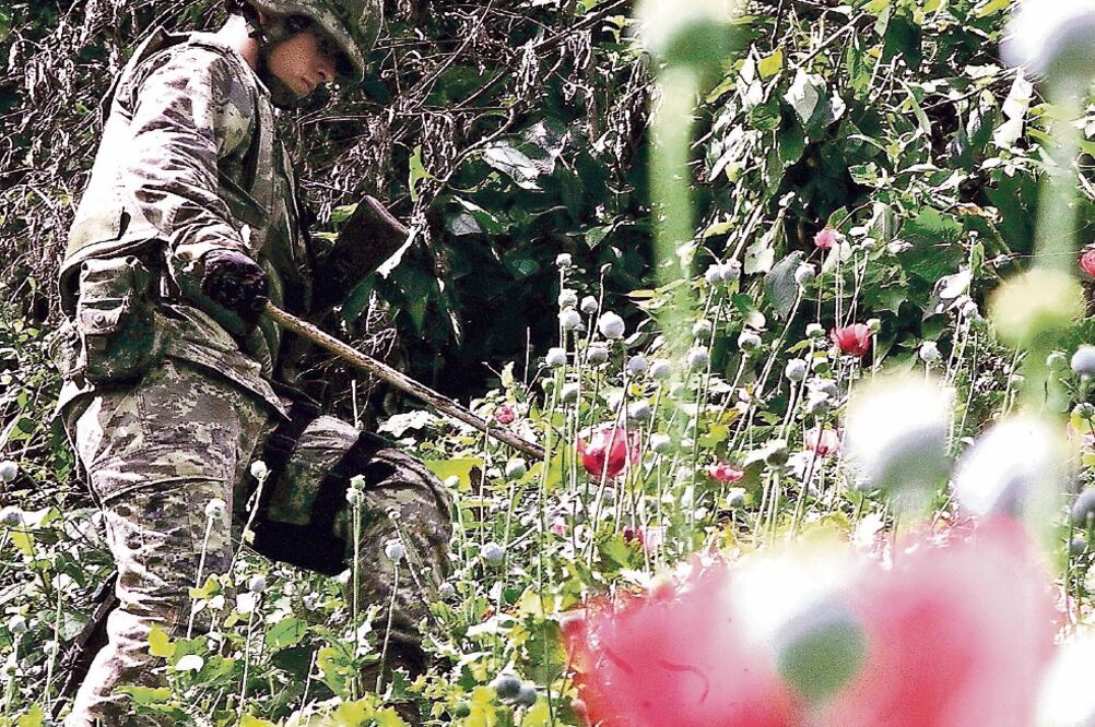 Combate. Con imágenes satelitales, Sedena ha ubicado plantíos de amapola, marihuana y pistas de aterrizaje. (FOTO: ARCHIVO. EL UNIVERSAL)