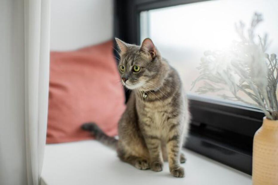 Tratamientos caseros para las costras en gatos. Fuente: Freepik.