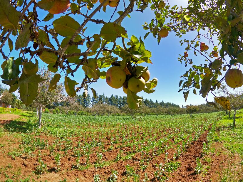 Foto: Rancho El Mayab