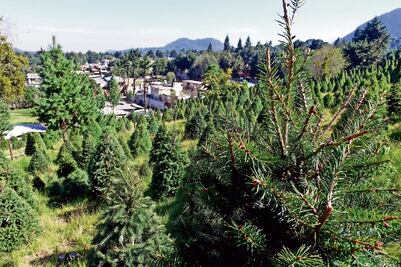Pinos. Productores del Ajusco quieren llegar a los hogares