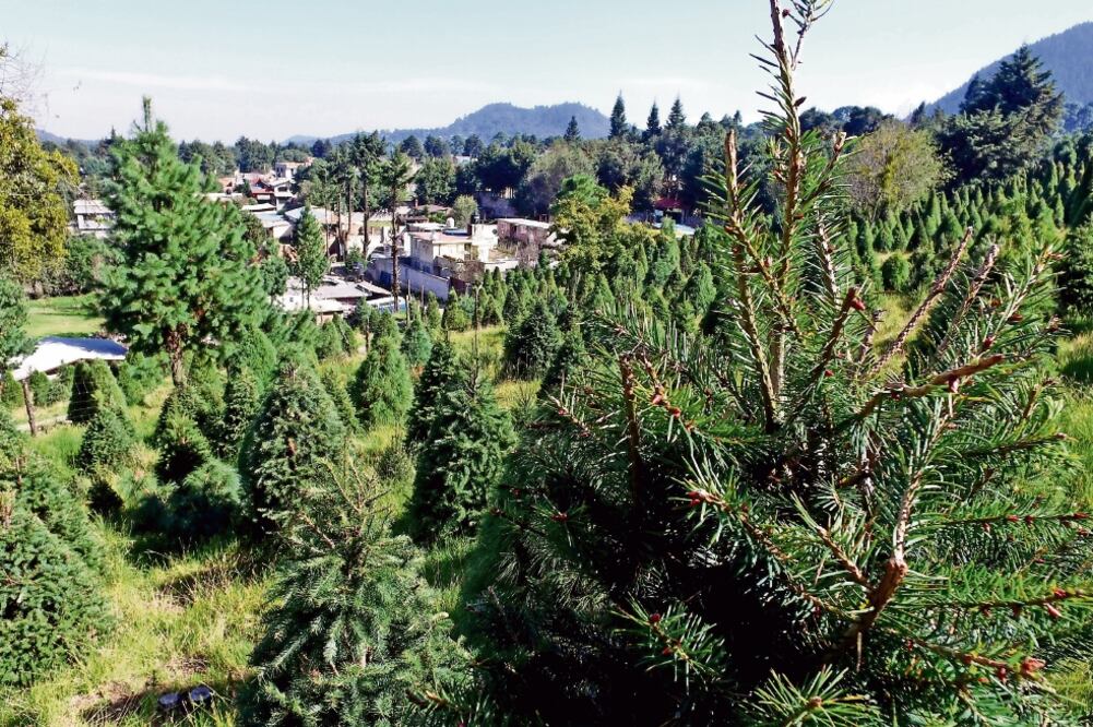 Del millón 800 mil árboles de Navidad que se vendieron en 2015, 800 mil fueron producidos en el país, donde crecen especies como pino blanco, pinabete, pino prieto, pino, piñonero y oyamel (RAFAEL RAMÍREZ. EL UNIVERSAL)