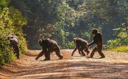 Conoce cómo fue la evolución de la postura erguida en los mamíferos; Harvard lo explica