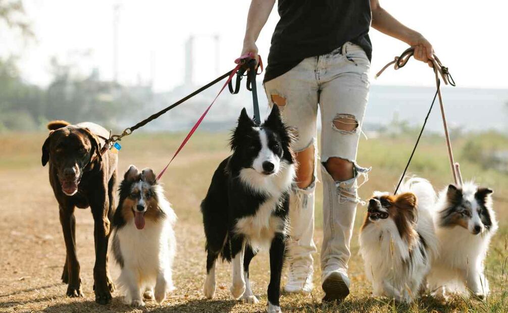 Efectos del estrés del dueño en los perros. Foto: Pexels