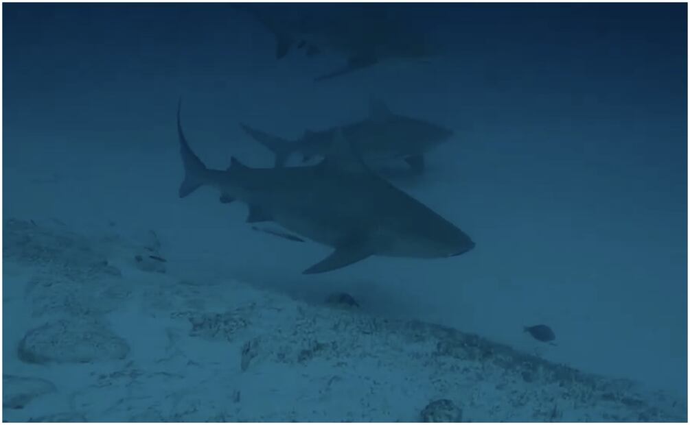 Cierran playa de Los Cabos, Baja California Sur por presencia de tiburón toro. Foto: Especial