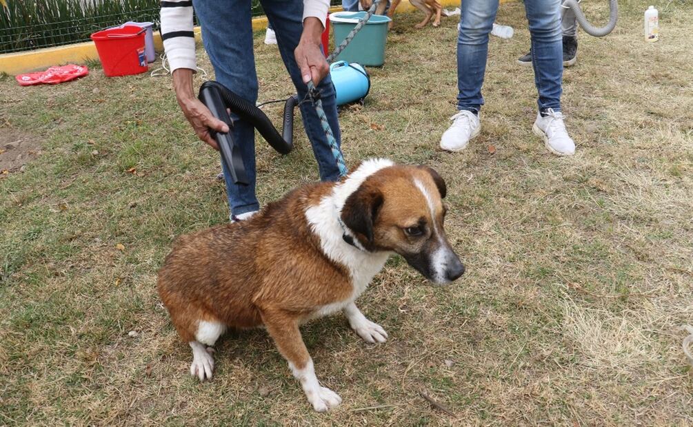 Adopción responsable en Toluca. Foto: Especial