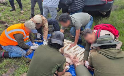 Profepa rechaza contradicciones en muerte de tigre de bengala "Kenzo"; agente que disparó le salvó la vida al veterinario atacado, dice