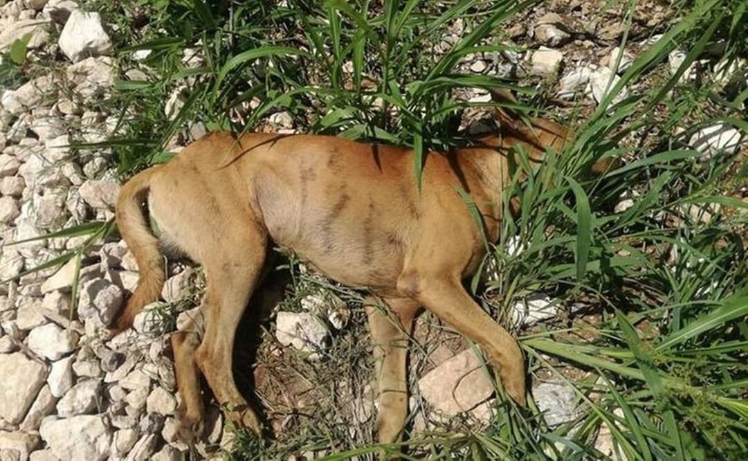 El incremento alarmante de casos de crueldad animal en Yucatán ha levantado serias preocupaciones entre los defensores de los derechos de los animales en el estado. Foto: especial