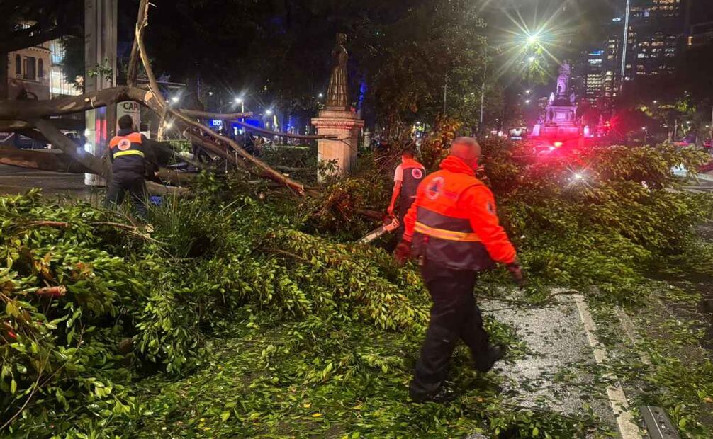 Árbol cae en Paseo de la Reforma, daña estructura metálica; hay interrupción de servicio de Línea 7 del Metrobús.
Foto: Juan Carlos Williams