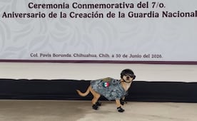 Guardia Nacional de Chihuahua adopta a "Comando"; el perrito usa uniforme, lentes y zapatos oficiales