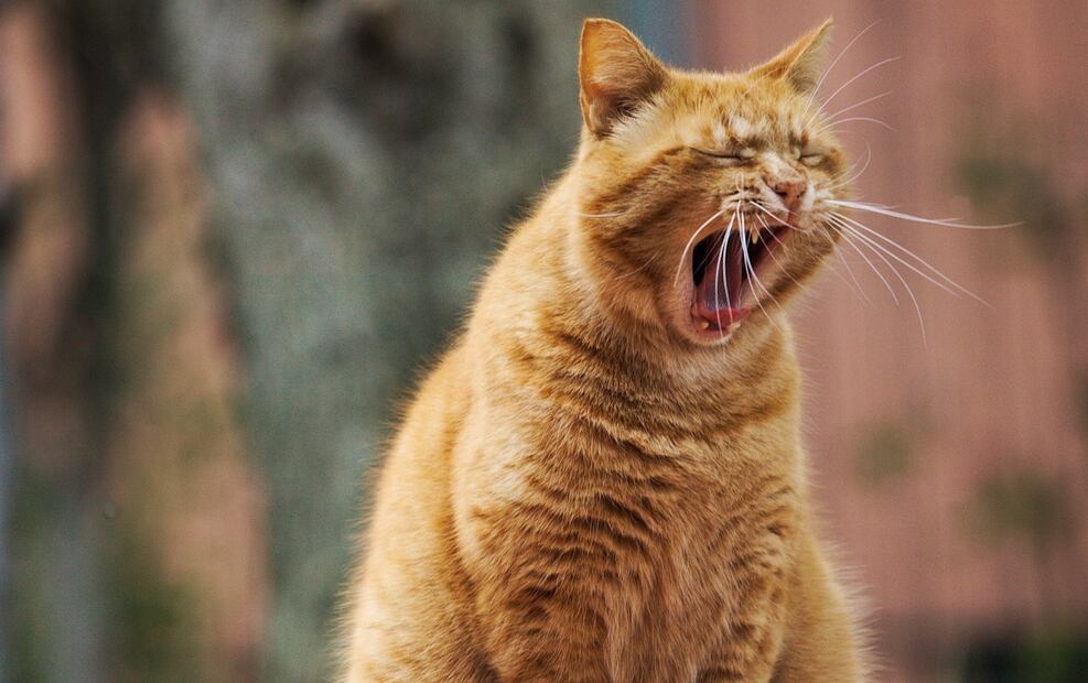Gatos saludables. Fuente: Pixabay