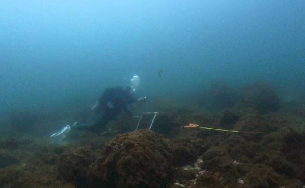Diatomeas bentónicas cubriendo los arrecifes rocosos. | Crédito: Fabio Favoreto
