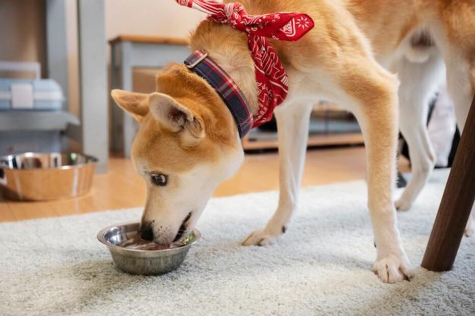 El Caqui para perros, es una opción saludable si se consume con moderación. Fuente: Freepik.