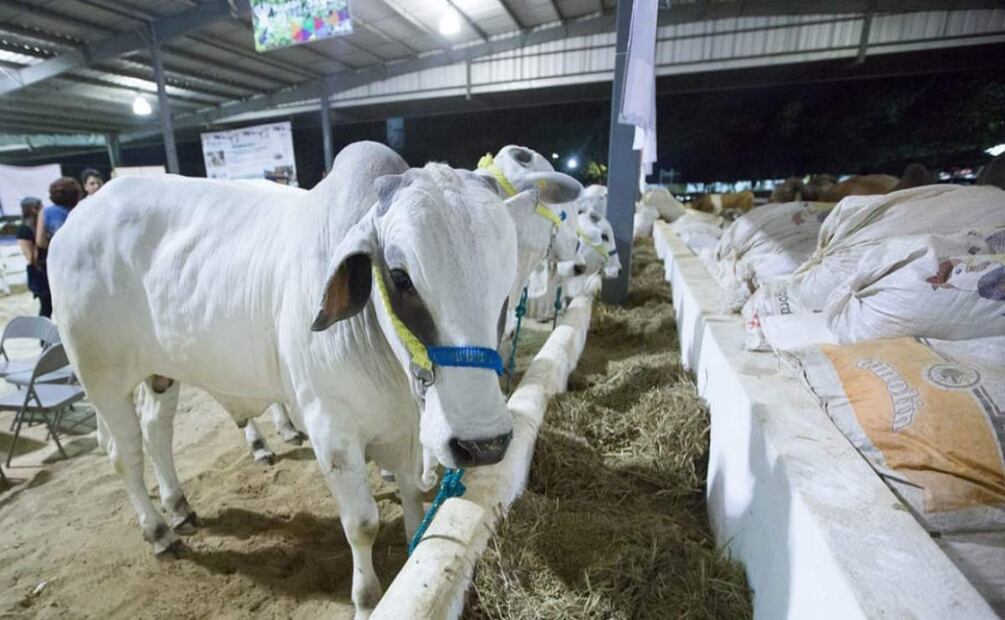 Ganaderos de Yucatán advierten por llegada de gusano barrenador (20/02/2025). Foto: Especial