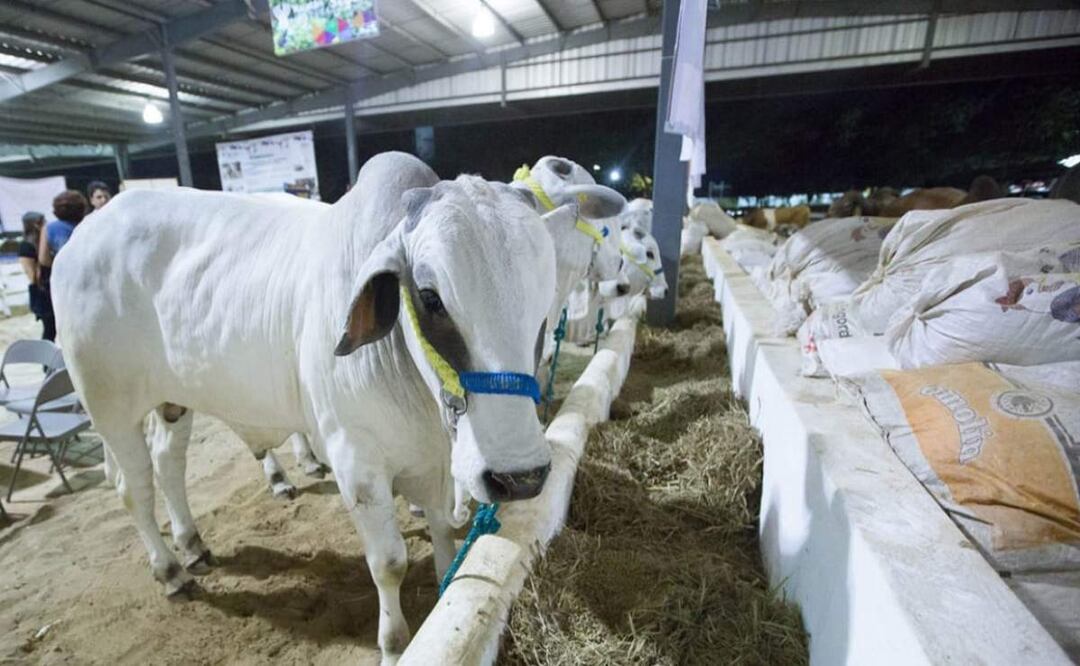 El gusano barrenador es una plaga que afecta a los animales de ganado e incluso a los seres humanos (20/02/2025). Foto: Especial
