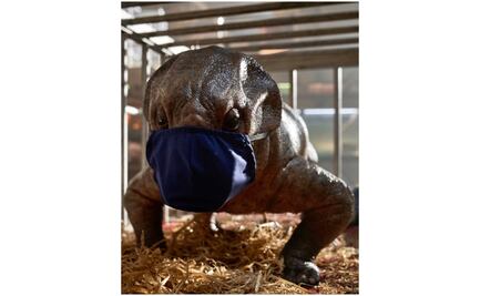 El coronavirus llega a "Jurassic World" y suspenden rodaje