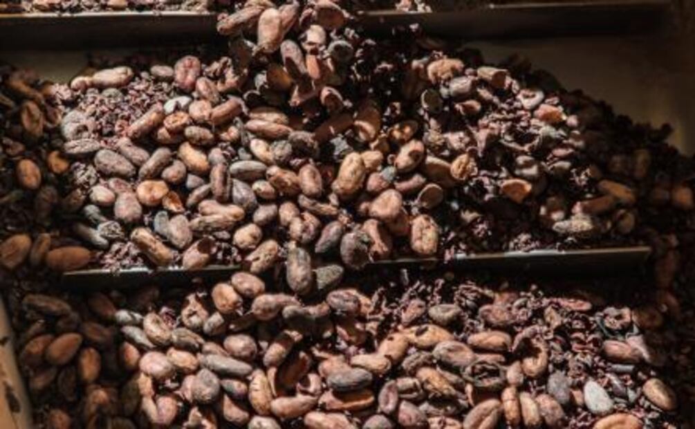 Conoce cómo se elabora el chocolate