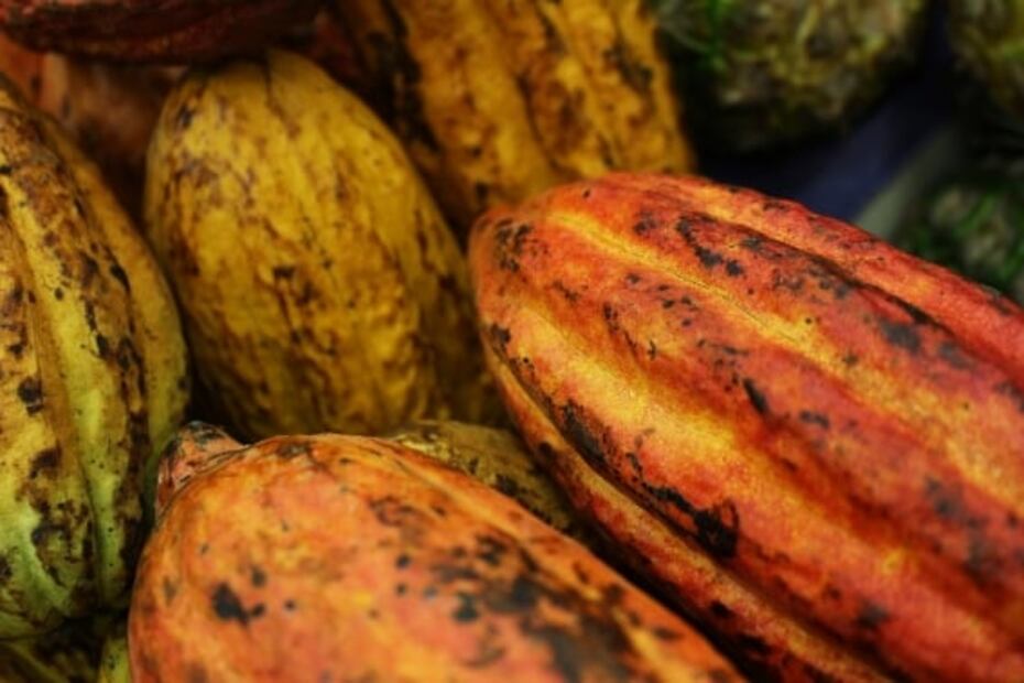 Día Mundial del Cacao: conoce todas las propiedades de este fruto