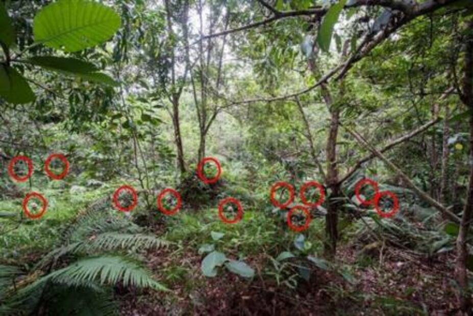 Reto Visual: Encuentra a los 12 soldados en la imagen