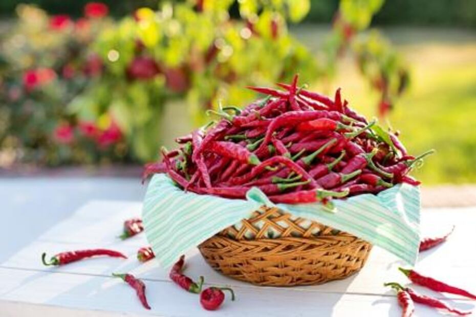¿Cuál es el nombre de los chiles frescos cuando se secan?